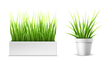 Fresh green grass in a rectangular and round pot. Element of home decor. The symbol of growth and ecology. Vector isolated illustration.
