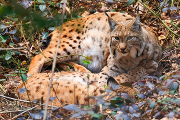 Two lynxes resting on the forest floor © erikzunec