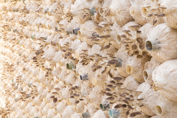 The cultivation of Angel mushrooms. oyster mushroom. Angel mushroom.Volvariell. Fresh angel mushrooms growing.