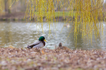 Ducks enjoing the time on a lake