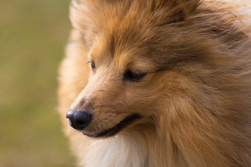 shetland sheepdog looks to his owner