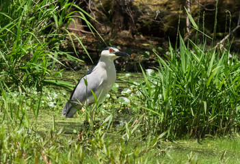Black-crowned Night-Heron