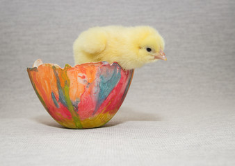 little chicken sitting in a colorful eggshell,easter