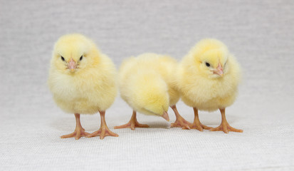 three funny chicks isolated on light background, easter