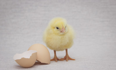 chick standing beside a broken egg,easter