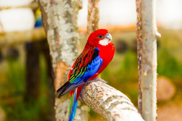 Red parrot