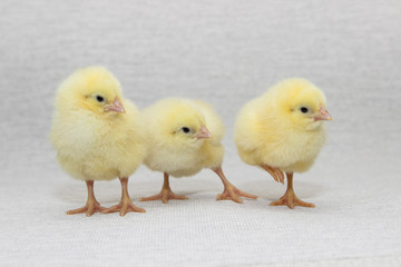 three funny chicks isolated on light background, easter