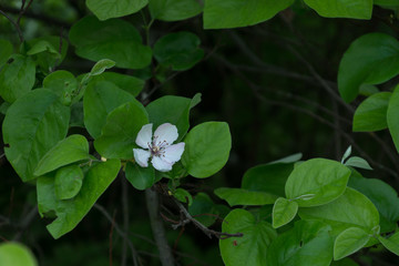 Obraz na płótnie Canvas The flower of quince