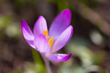 violet crocuses