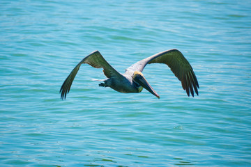 Pelican flying low over beautiful aqua colored water on a sunny morning on Anna Maria Island in Florida.