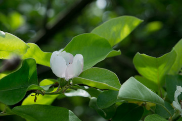 Fototapeta na wymiar The flower of quince