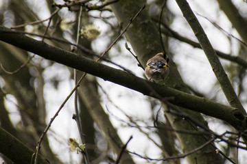 The colourful wings of a Goldfinch wild bird that just would not turn round for a photo