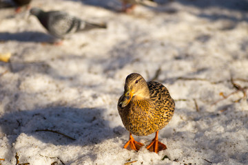 ducks walking on snow