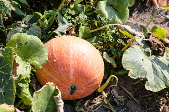 Orange Pumpkin Growing In The Field.