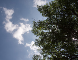 Sky view through the tree