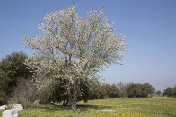 Blossom on Tree