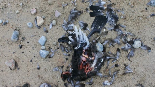Car as direct cause of mortality among birds. Black Grouse (male) hit by car on roadside, partially eaten by crows
