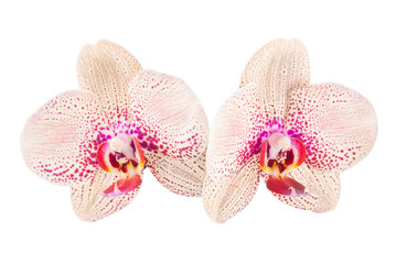 Orchid flowers_8