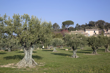 Fototapeta na wymiar Olive Trees in Lourmarin, Provence, France