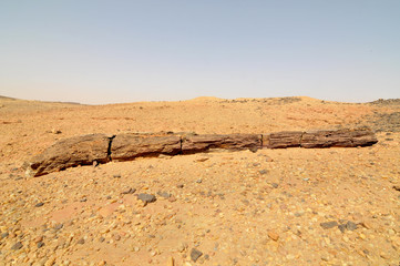 Petrified Forest near El Kurru, Sudan
 - obrazy, fototapety, plakaty