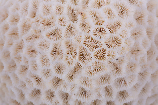 White coral, textured coral surface, macro
