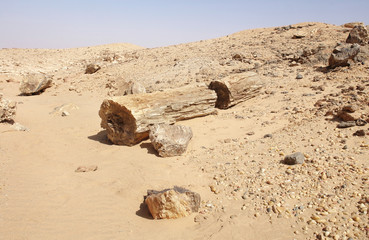 Petrified Forest near El Kurru, Sudan
