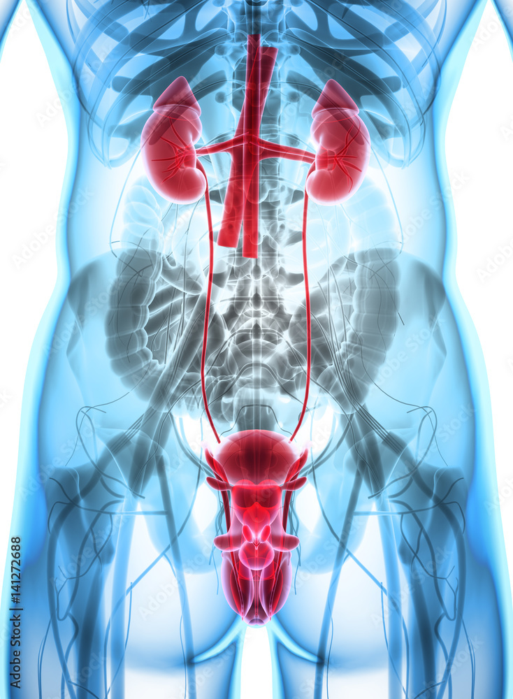 Wall mural 3d illustration of urinary system, medical concept.