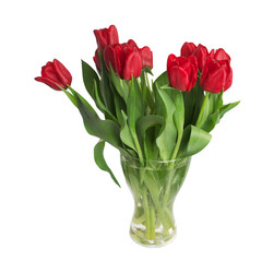 Red tulips flower isolated on white background.
