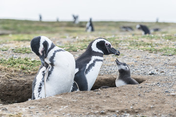 Obraz premium Magellanic penguins in Patagonia, Chile, South America