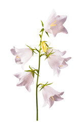 White bell flower_1