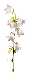 White bell flower_4