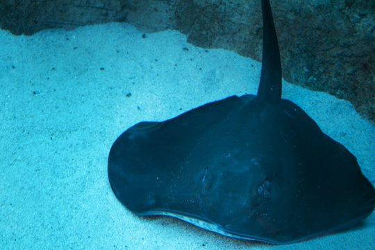 stingray in local acquarium, cape town