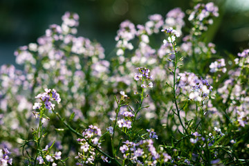 closeup of beautiful green plants with blur background