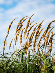 closeup of beautiful green plants with blur background