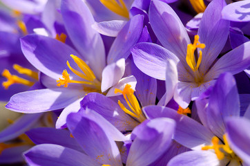 Photo close small spring flowers crocuses