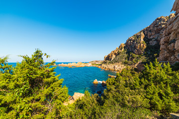 Fototapeta na wymiar Green plants by the sea in Sardinia