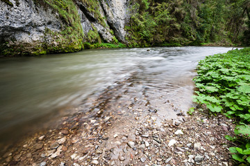 mountain river in summer surrounded by forest