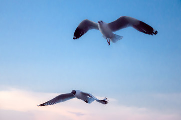 seagulls flying on the beach sunset.