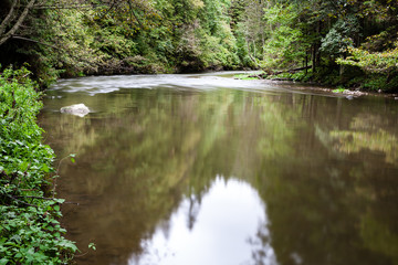 mountain river in summer surrounded by forest