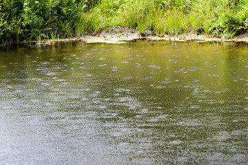mountain river in summer surrounded by forest