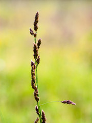 closeup of beautiful green plants with blur background
