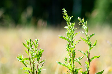 closeup of beautiful green plants with blur background