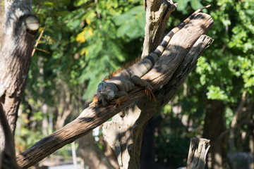 iguana in the shade of a tree