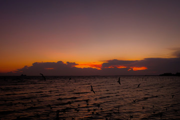 seagulls flying on the beach sunset.