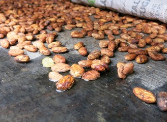 Cocoa beans