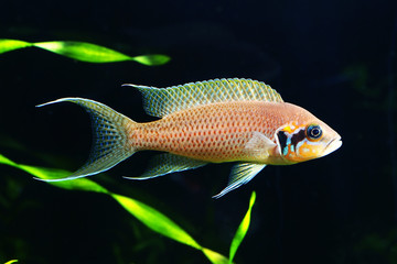 Naklejka premium Princess of Burundi in aquarum
