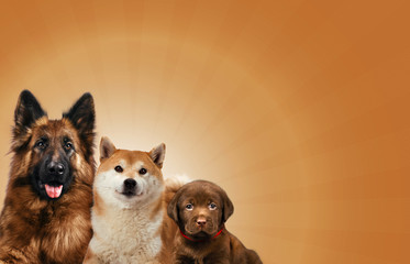 Group of dogs sitting in front of a brown background