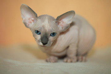 sphinx hairless cat