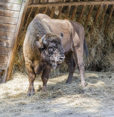 Fototapeta premium European bison - European wood biso