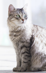 pretty silver cat of siberian breed in the garden